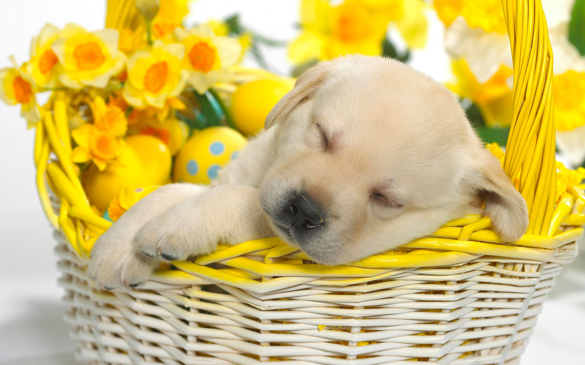 Springtime Snooze283271375